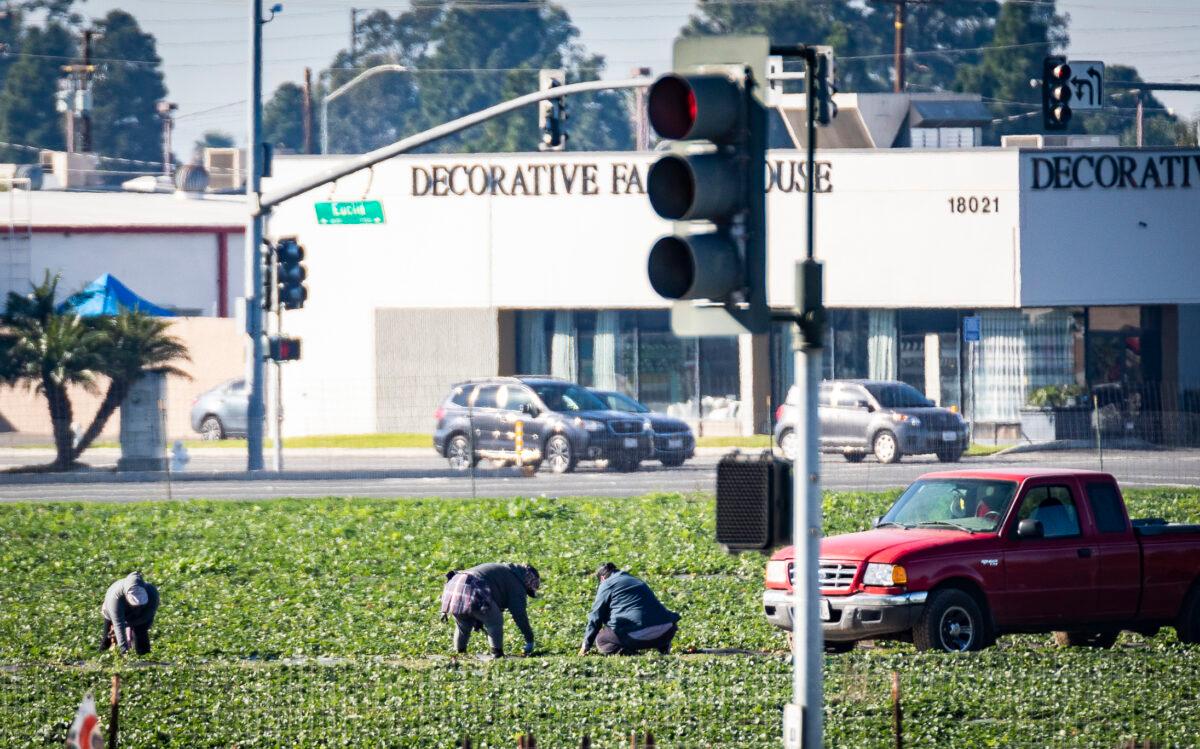 Farm workers tend to strawberries in a field in Fountain Valley, Calif., on Jan. 27, 2022. (John Fredricks/The Epoch Times)