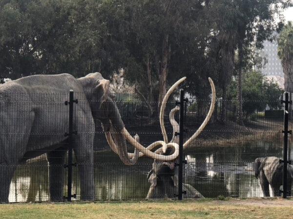 Models at the La Brea Tar Pits in Los Angeles, California, illustrate how prehistoric animals became stuck in the tarry lakes. (Photo courtesy of Bill Neely)
