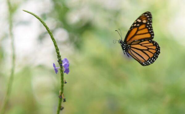 A Monarch butterfly is pictured at a butterfly farm in the Chapultepec Zoo in Mexico City on April 7, 2017. (Pedro Pardo/AFP via Getty Images)
