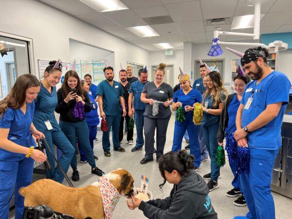 The San Diego Humane Society's medical team celebrated the one-year cancer-free anniversary of a former stray dog named Phoenix with a "pawty," on April 1, 2022. (Courtesy of the San Diego Humane Society)