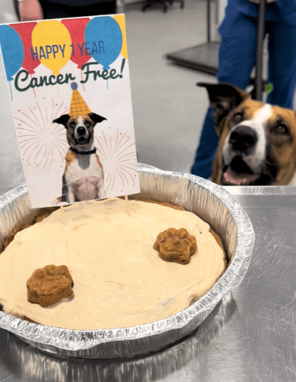 The San Diego Humane Society's medical team celebrated the one-year cancer-free anniversary of a former stray dog named Phoenix with a "pawty," on April 1, 2022. (Courtesy of the San Diego Humane Society)