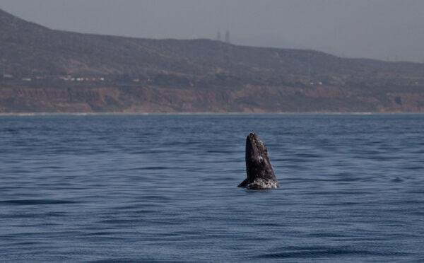 A whale breaches the water as Dana Point tourists partake in a whale watching tour outside of Dana Point Harbor, Calif., on April 7, 2022. (John Fredricks/The Epoch Times)