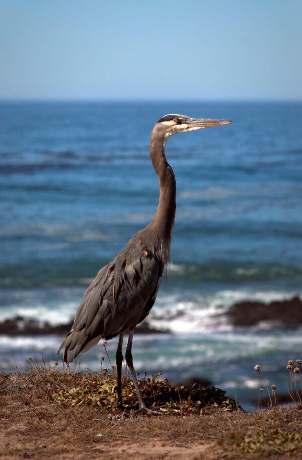 (Jeff Perkin for American Essence)