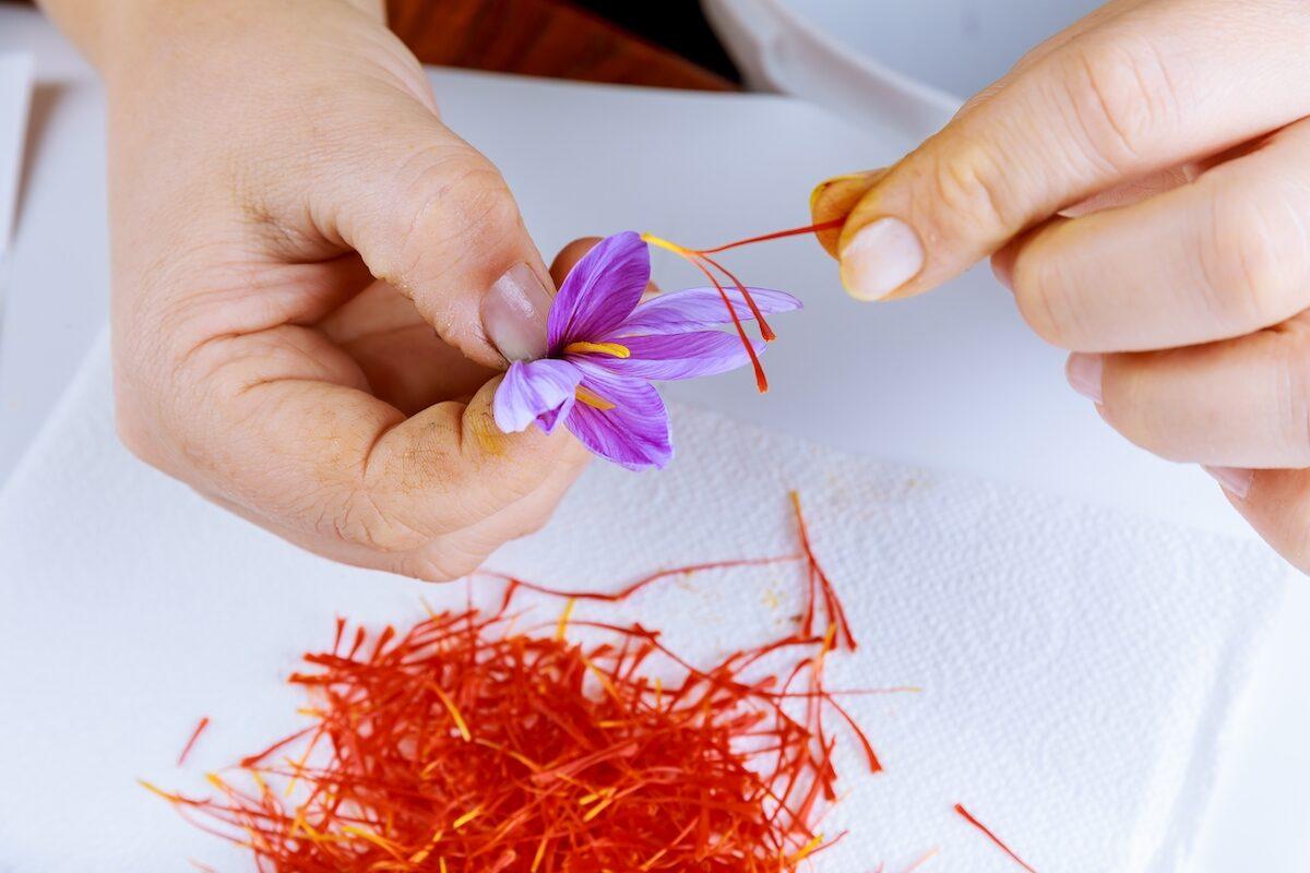 Traditional Chinese medicine Xihonghua (Croci stigma, saffron) (Shutterstock)
