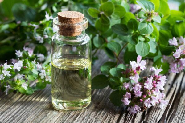 Oregano oil (Madeleine Steinbach/Shutterstock)