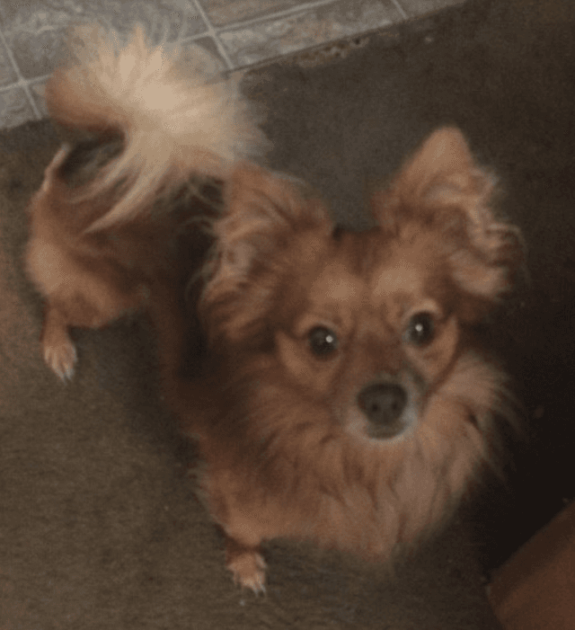 A Pomeranian named Ollie.