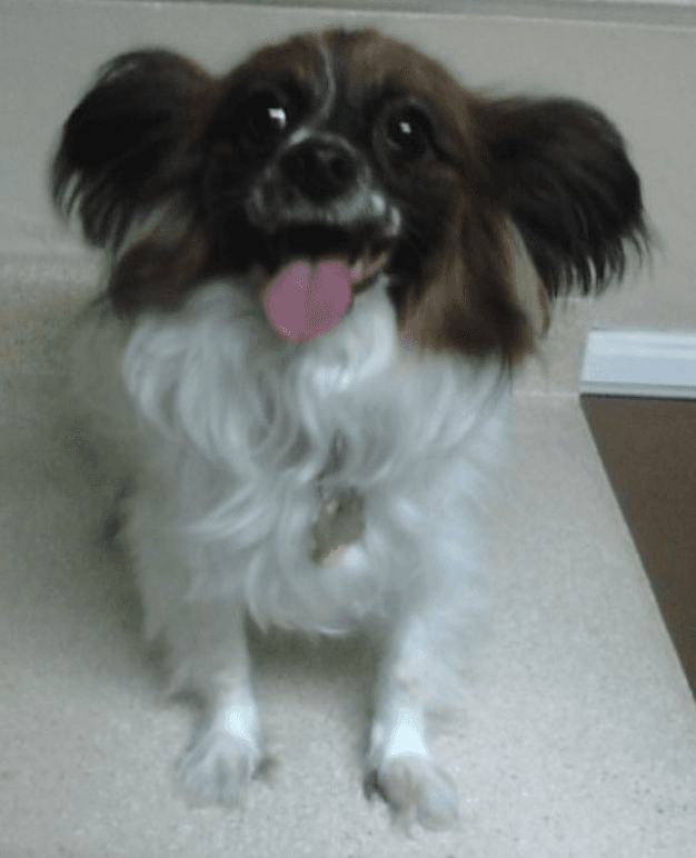 A Papillon named Casper.