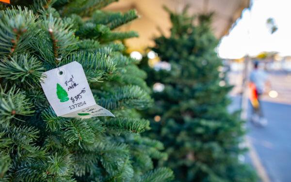 The Christmas tree lot at the 32nd "Lighting of the Bay" at the Newport Dunes Resort in Newport Beach, Calif., on Nov. 25, 2022. (John Fredricks/The Epoch Times)