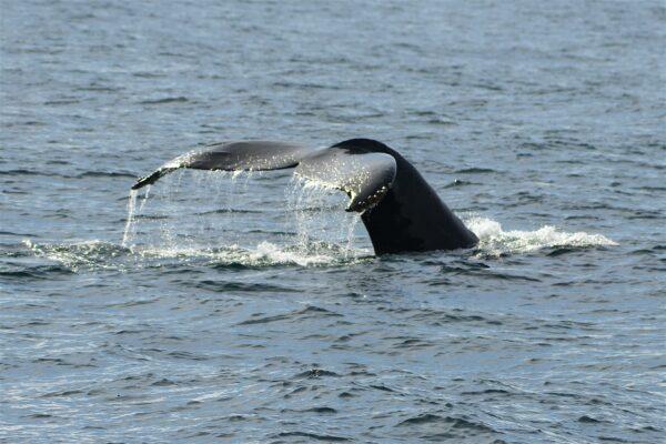 A diving humpback whale shows its flukes. (Courtesy of Chris Gough)