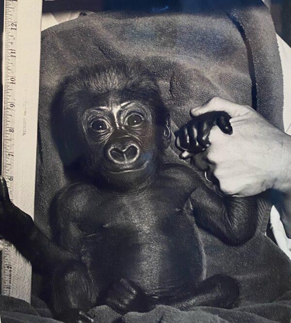 Evelyn has been a fixture of the Los Angeles Zoo’s gorilla troop since she was born there in 1976. (Courtesy of the Los Angeles Zoo)