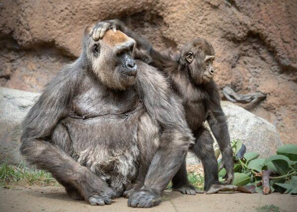 Gorilla Evelyn and Angela were seen in the Los Angeles Zoo. (Courtesy of the Los Angeles Zoo)