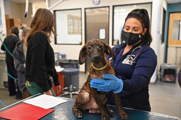Rescued puppies arrive at the Helen Woodward Animal Center in Rancho Santa Fe, Calif., on Dec. 21, 2022. (Courtesy of Helen Woodward Animal Center)