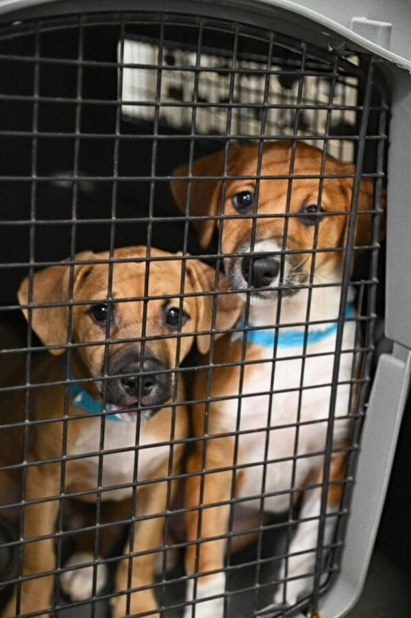 Rescued puppies arrive at the Helen Woodward Animal Center in Rancho Santa Fe, Calif., on Dec. 21, 2022. (Courtesy of Helen Woodward Animal Center)
