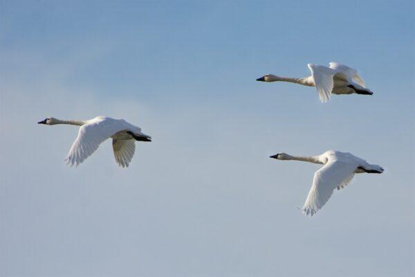 Tundra swans are one of the many species that benefit from conservation easements at the San Luis NWR. (Courtesy of Karen Gough)