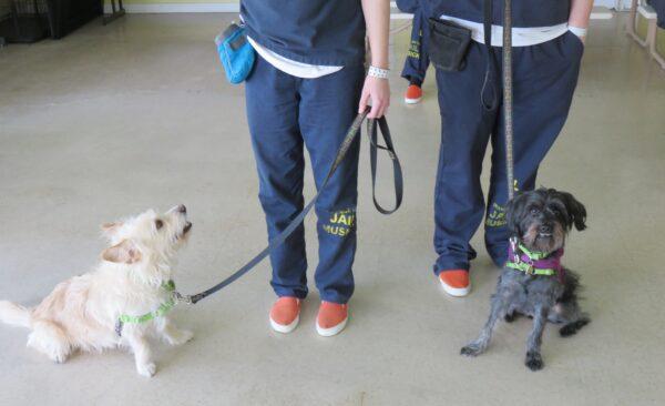 Incarcerated youth train dogs Gus and Molly. (Courtesy of Cell Dogs)