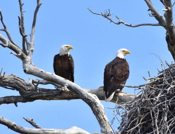 Bald eagles at Wyoming's Seedskadee National Wildlife Refuge. (Tom Koerner/U.S. Fish and Wildlife Service)