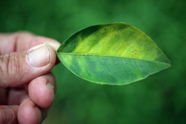 A leaf from an orange tree that is showing signs of "citrus greening" or huanglongbing in this file photo. (Joe Raedle/Getty Images)
