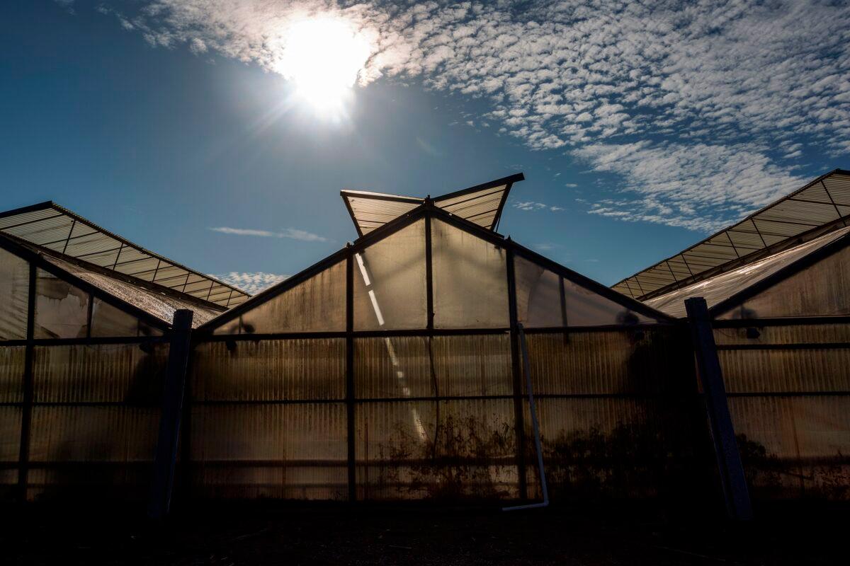 Marijuana greenhouses across the street from Rincon High School in the small seaside community of Carpinteria near Santa Barbara, Calif., on Aug. 6, 2019. (David McNew/AFP via Getty Images)