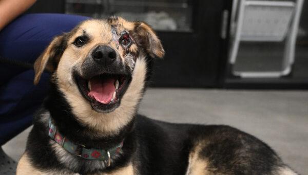 A rescue dog smiles for the camera at an animal shelter in Rancho Santa Fe, Calif. (Courtesy of Helen Woodward Animal Center)