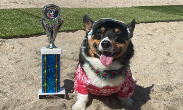 “Kilo” the corgi poses with his trophy at the 11th annual Corgi Beach Day in Huntington Beach, Calif., April 1, 2023. (Carol Cassis/The Epoch Times)