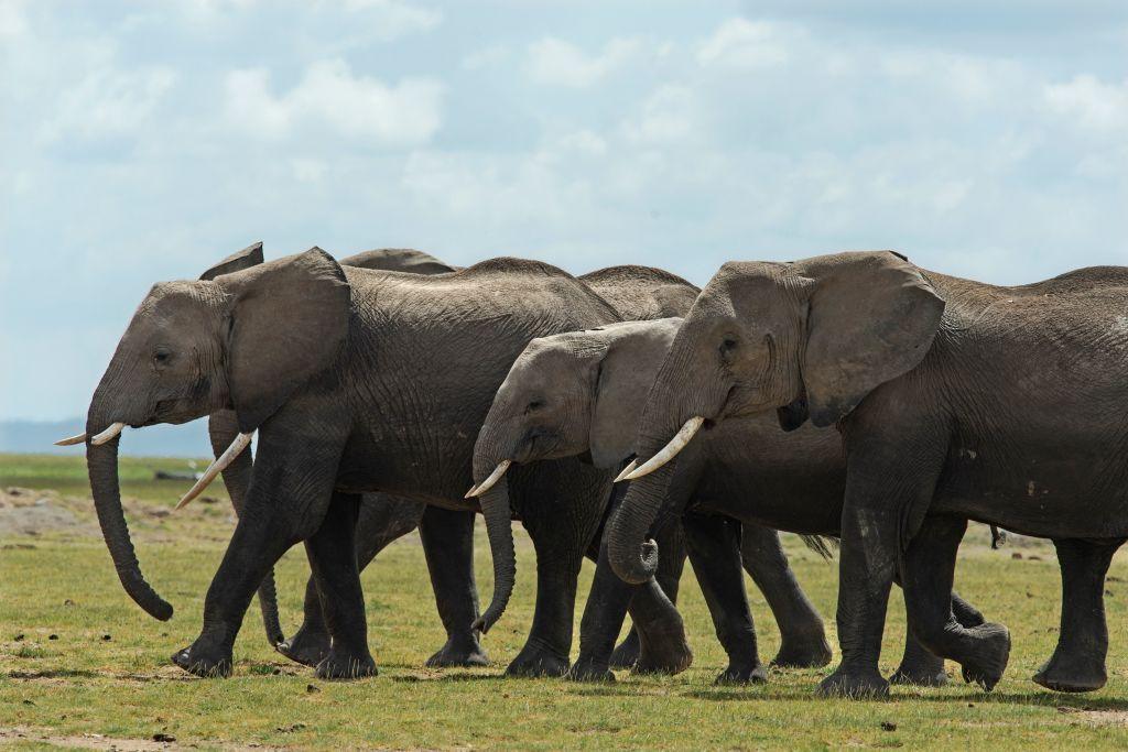 Elephants head towards hay delivered by Kenya Wildlife Services at the Amboseli National Park as feed-aid for forage deprived herbivores hard hit by drought on Nov. 30, 2022. (Tony Karumba/AFP via Getty Images)