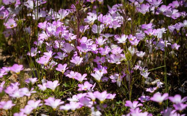 Wildflowers grow after heavy rains in Peters Canyon Regional Park in Tustin, Calif., on April 11, 2023. (John Fredricks/The Epoch Times)