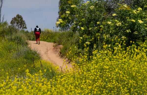 Wildflowers grow after heavy rains in Peters Canyon Regional Park in Tustin, Calif., on April 11, 2023. (John Fredricks/The Epoch Times)