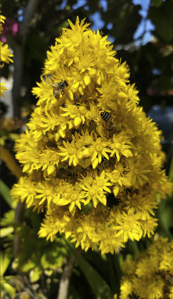 A succulent in Carlsbad, Calif., on April 13, 2023. (Mark Mathews/The Epoch Times)