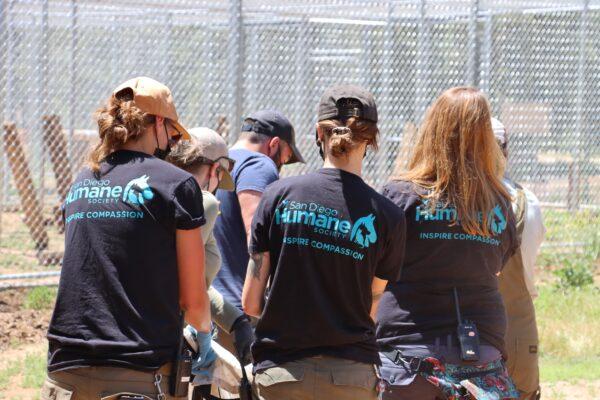 Workers at the San Diego Humane Society return three orphaned bear cubs to the San Bernardino National Forest on April 26, 2023. (Courtesy of San Diego Humane Society)