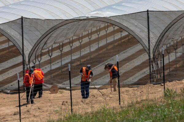 A cannabis growing operation in the Santa Ynez Valley northwest of Santa Barbara, Calif., on Aug. 6, 2019. (David McNew/AFP via Getty Images)