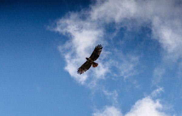 A bird flies over the Saddleback Wilderness in Orange, Calif., on May 4, 2023. (John Fredricks/The Epoch Times)