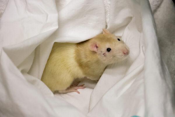 San Diego Humane Society rescues 78 rats found living in squalor inside a van in Escondido, Calif., on June 6, 2023. (Courtesy of San Diego Humane Society)