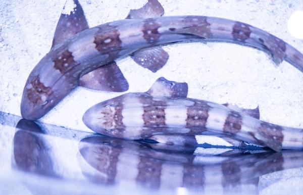 Bamboo Sharks swim in an aquarium connected with ocean-themed exhibits at Discovery Cube, a children's educational museum in Santa Ana, Calif., on June 22, 2023. (John Fredricks/The Epoch Times)