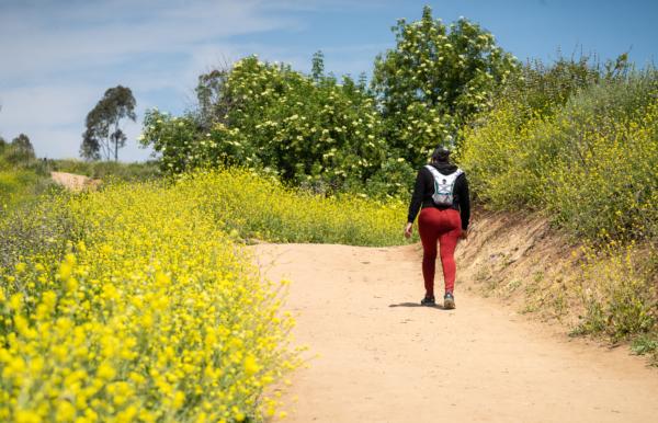 Wildflowers grow after heavy rains in Peters Canyon Regional Park in Tustin, Calif., on April 11, 2023. (John Fredricks/The Epoch Times)
