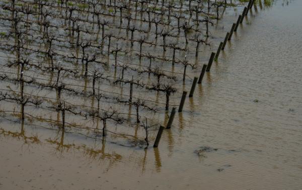 Crops are flooded after a storm outside of Fresno, Calif., on March 12, 2023. (John Fredricks/The Epoch Times)