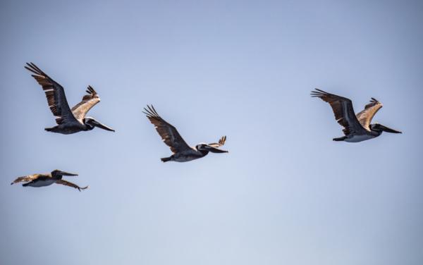 Pelicans fly above Dana Point tourists on a whale-watching tour outside of Dana Point Harbor, Calif., on April 7, 2022. (John Fredricks/The Epoch Times)