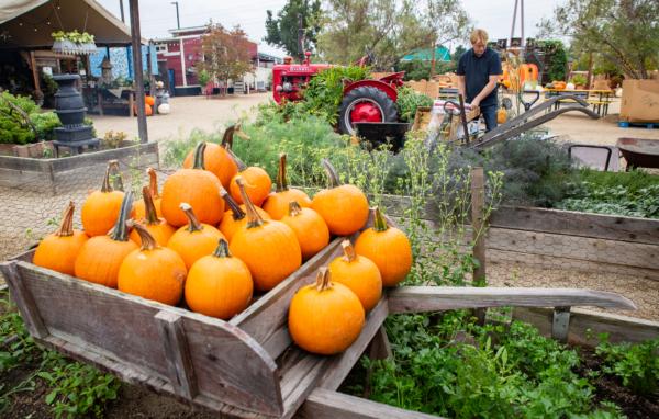 Manassero Farms in Irvine, Calif., on Oct. 7, 2021. (John Fredricks/The Epoch Times)