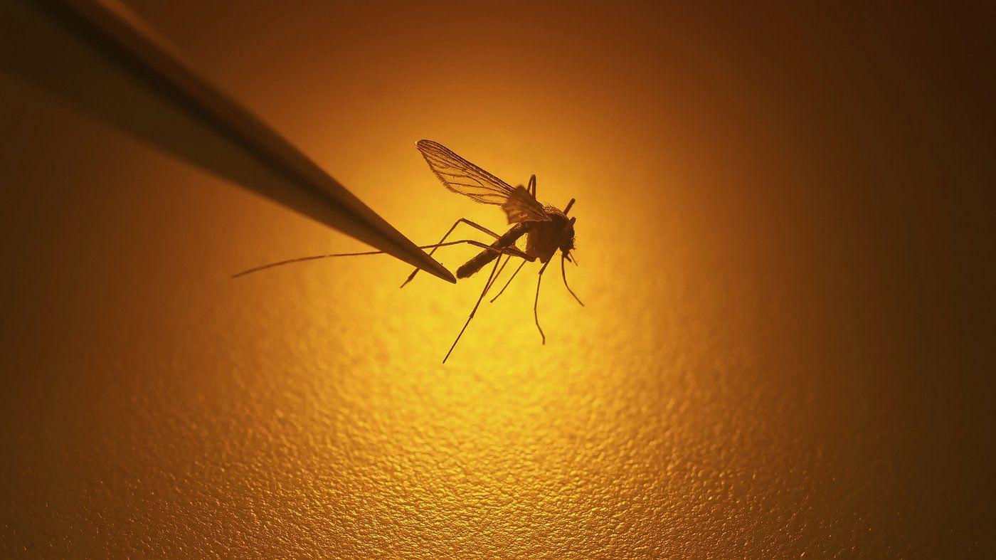 Officials Warn Mosquito-Borne Dengue Fever Cases on the Rise in California