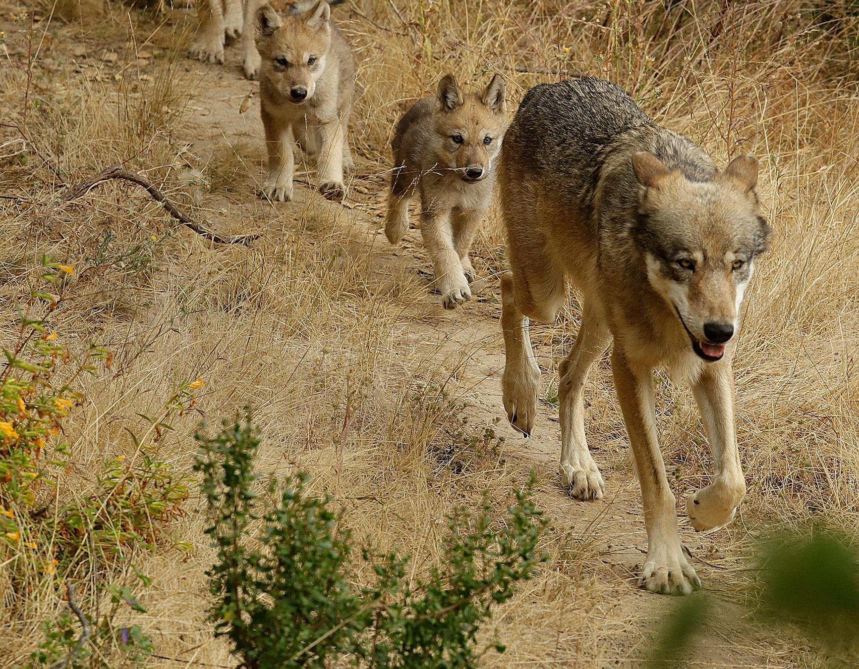 Researchers Have Identified a New Pack of Endangered Gray Wolves in California