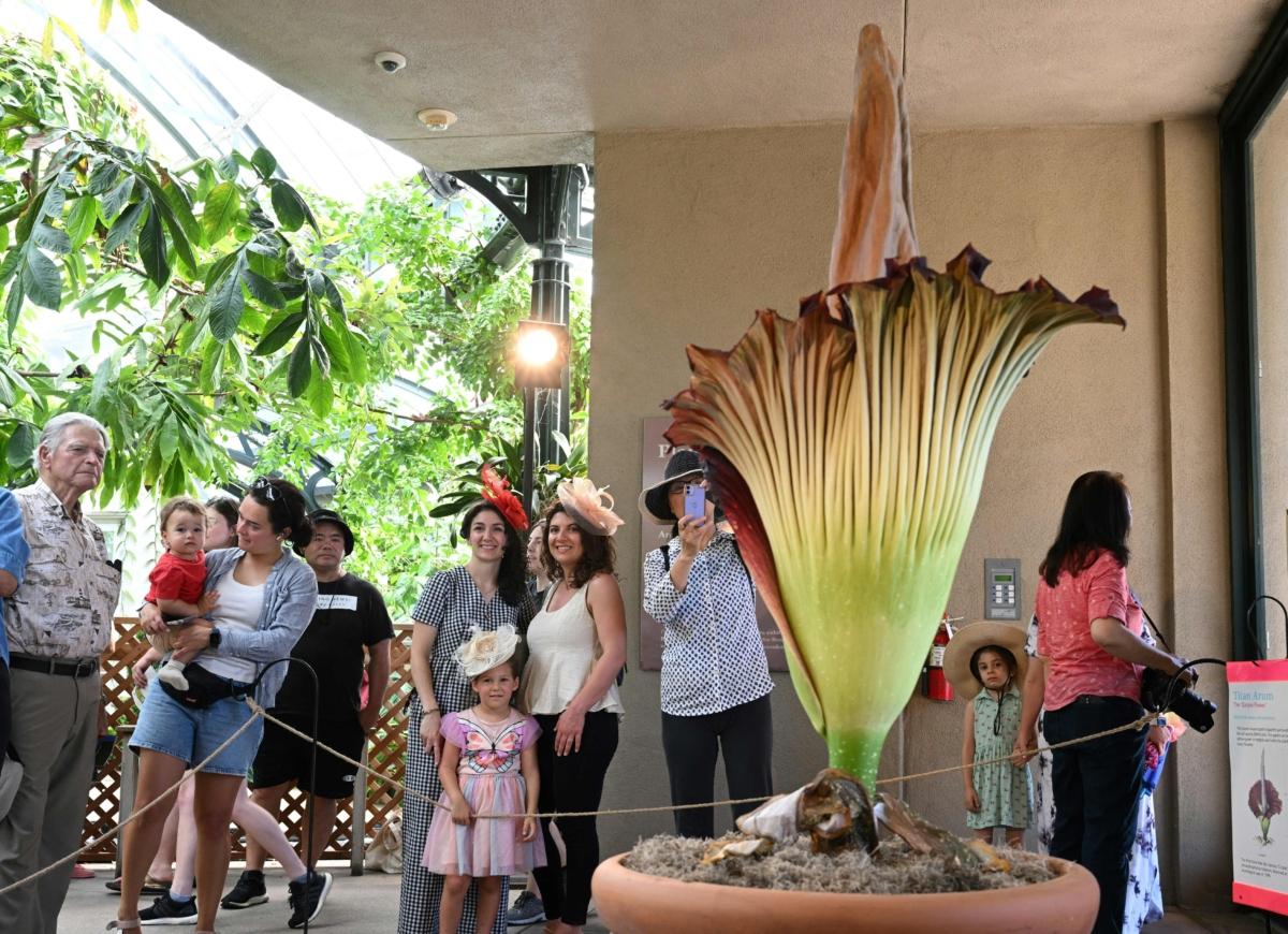 Visitors gather to see and smell the Corpse Flower during its brief bloom, as it is displayed at the Botanical Gardens section of the Huntington Library in San Marino, Calif., on Aug. 28, 2023. (Robyn Beck/AFP via Getty Images)