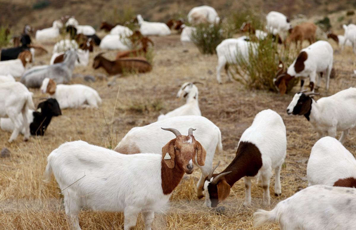A herd of hundreds of goats graze on fire-prone brush on a hillside next to the Ronald Reagan Presidential Library as part of Ventura County wildfire prevention efforts in Simi Valley, Calif., on June 15, 2023. (Mario Tama/Getty Images)