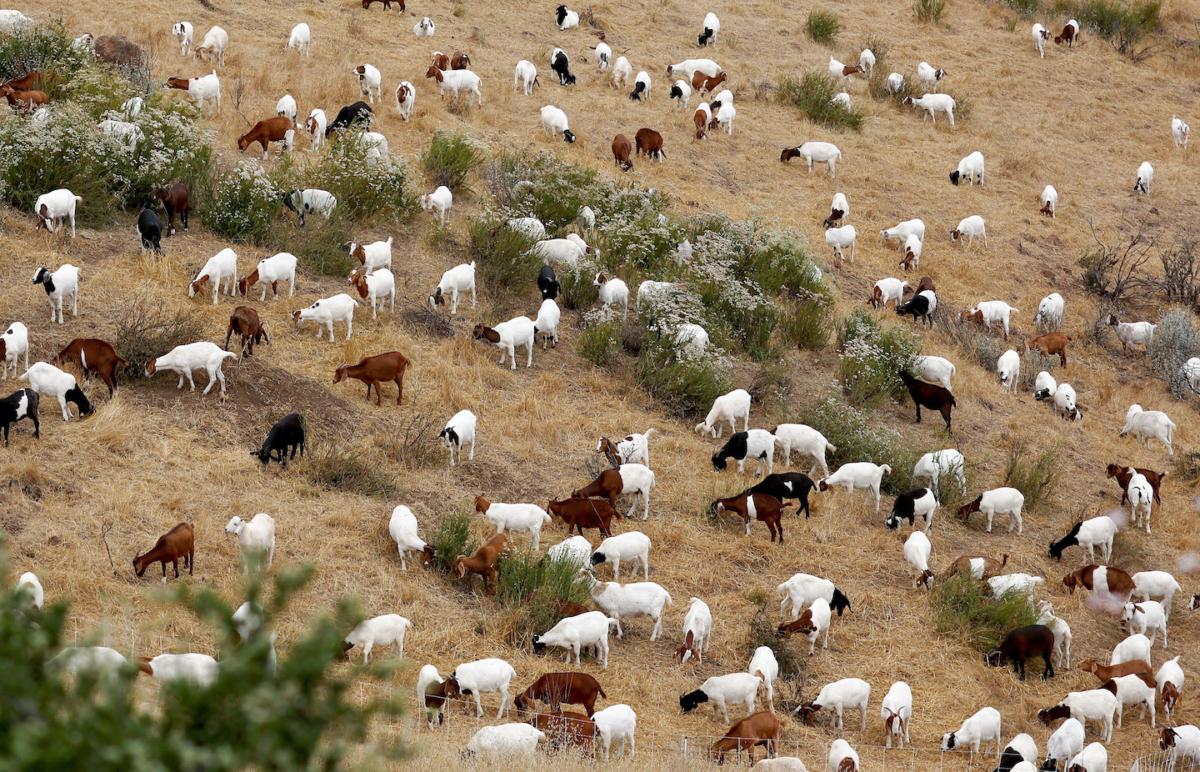 A herd of hundreds of goats graze on fire-prone brush on a hillside next to the Ronald Reagan Presidential Library as part of Ventura County wildfire prevention efforts in Simi Valley, Calif., on June 15, 2023. (Mario Tama/Getty Images)