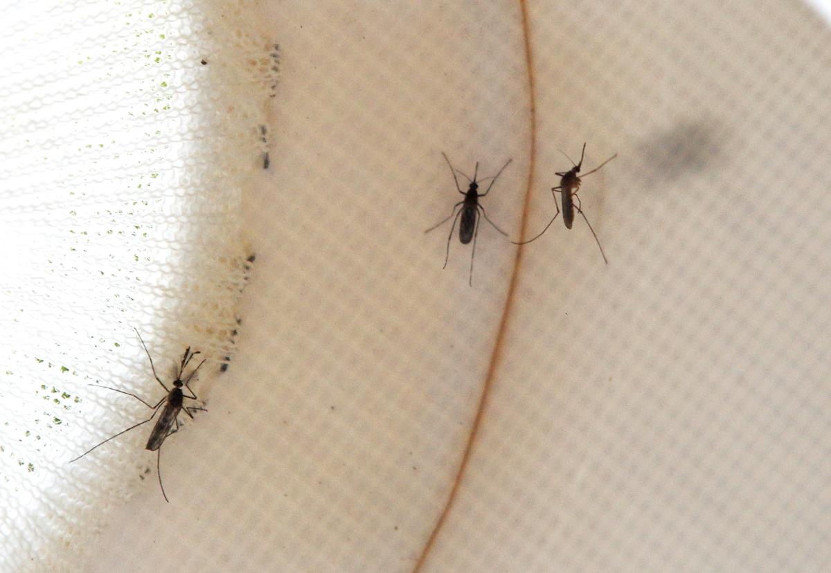 Mosquitos are seen inside a trap in Pleasant Hill, Calif., on June 29, 2012. (Justin Sullivan/Getty Images)
