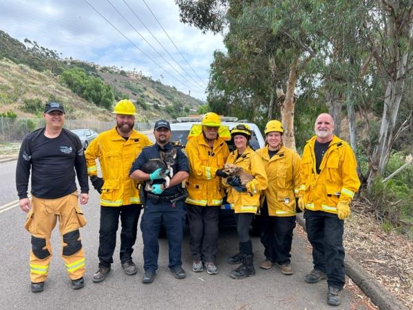 Two puppies found trapped in a well were rescued in Kearny Mesa, Calif., on Sept. 15, 2023. (Courtesy of the San Diego Humane Society)