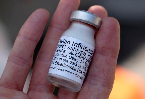 Dr. Dominique Keller, chief veterinarian, holds an experimental influenza vaccine prior to administering to a group of California condors at the Los Angeles Zoo, on Aug. 15, 2023. (Richard Vogel/AP Photo)