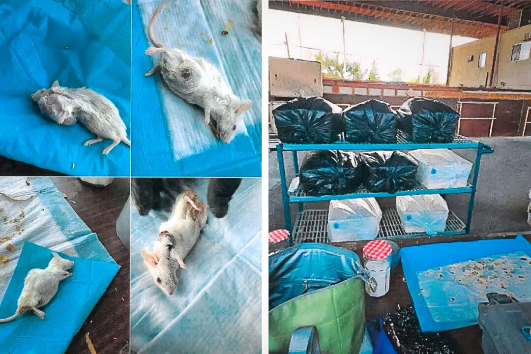 Nearly 1,000 mice were kept for experimentation, 178 of which were already dead due to the rancid conditions. The mice had resorted to “cannibalism,” in which the more dominant rodents ripped the hair and skin of inferior ones. (Fresno County Public Health Department/Judicial Watch)