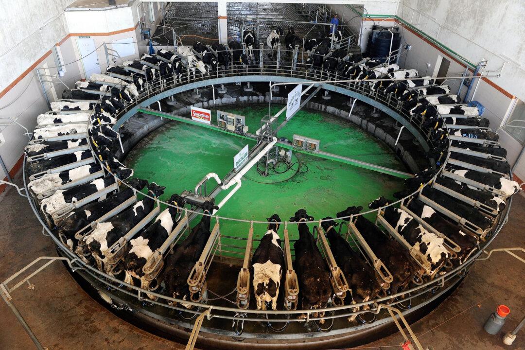 JingJing Genetics' principals in 2012 were ordered to pay $6.2 million to XY for allegedly stealing the latter's technology to manufacture and sell sexed semen for “non-human mammals” such as cattle. (Indranil Mukherjee/AFP via Getty Images)