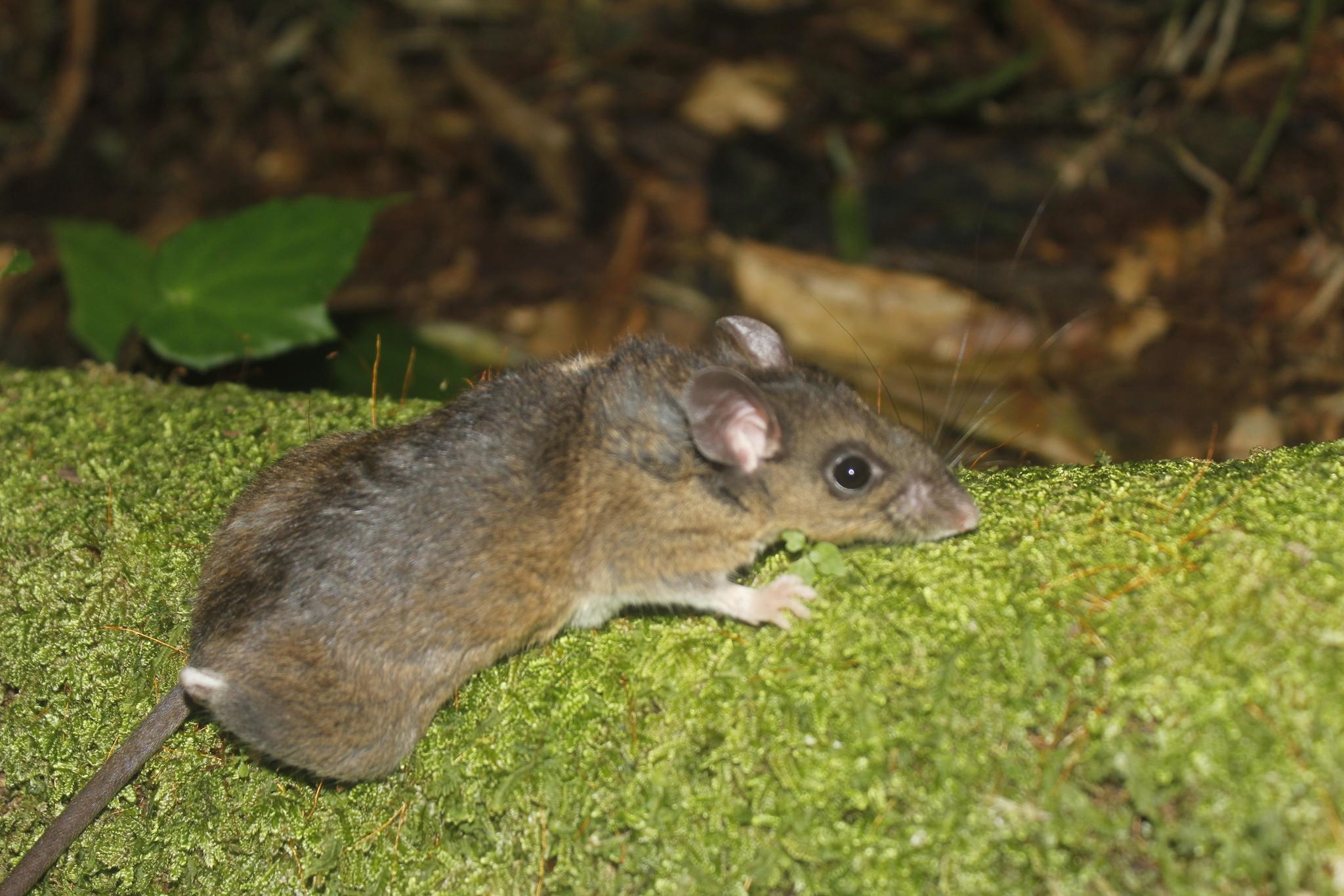 Deadly Hantavirus Found in 3 Deer Mice in San Diego County