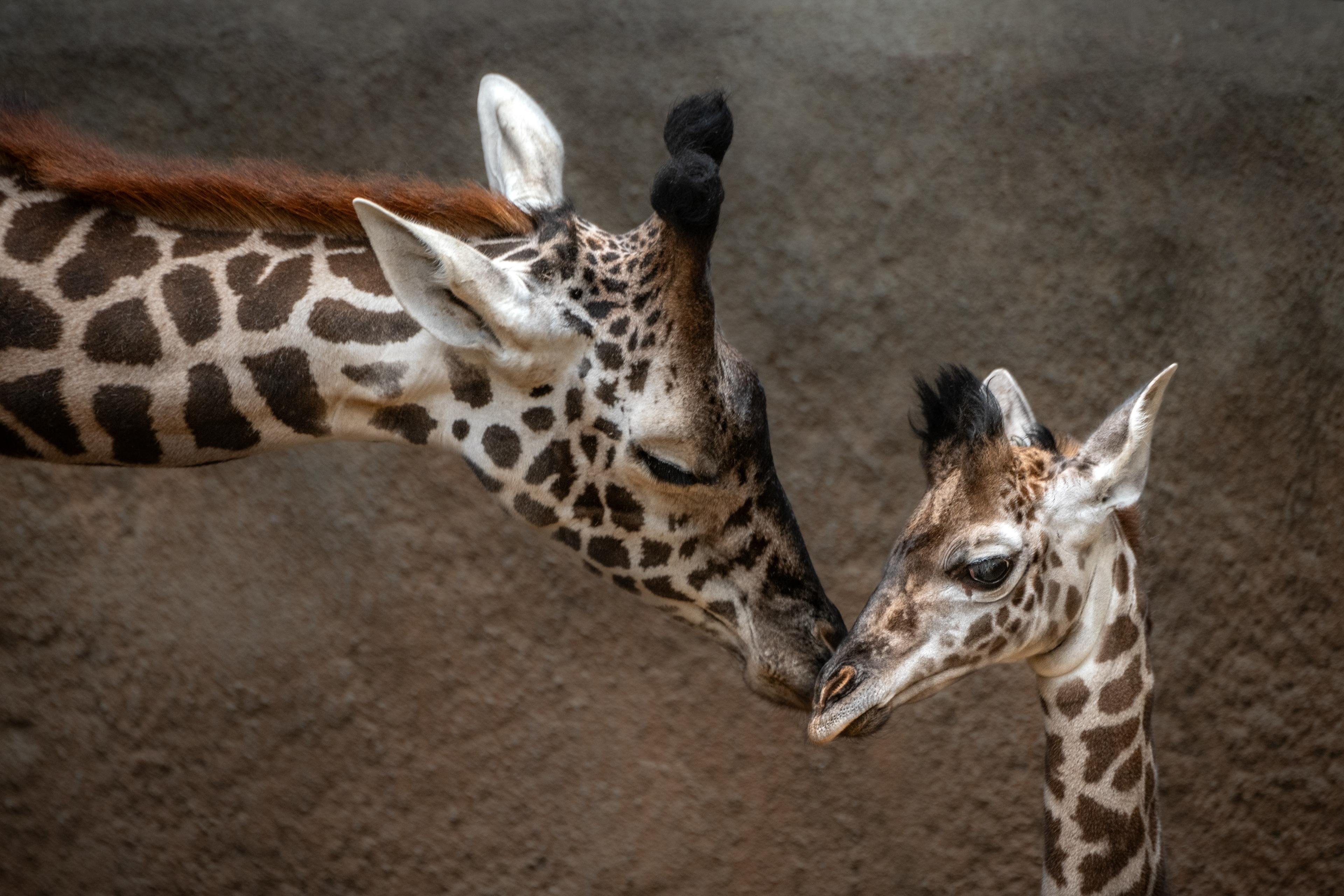 Los Angeles Zoo Debuts Baby Giraffe