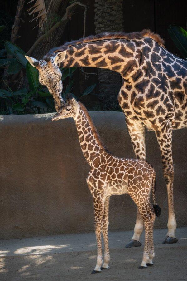An unnamed baby male Masai giraffe was born at the L.A. Zoo in Los Angeles. (Courtesy of the L.A. Zoo)